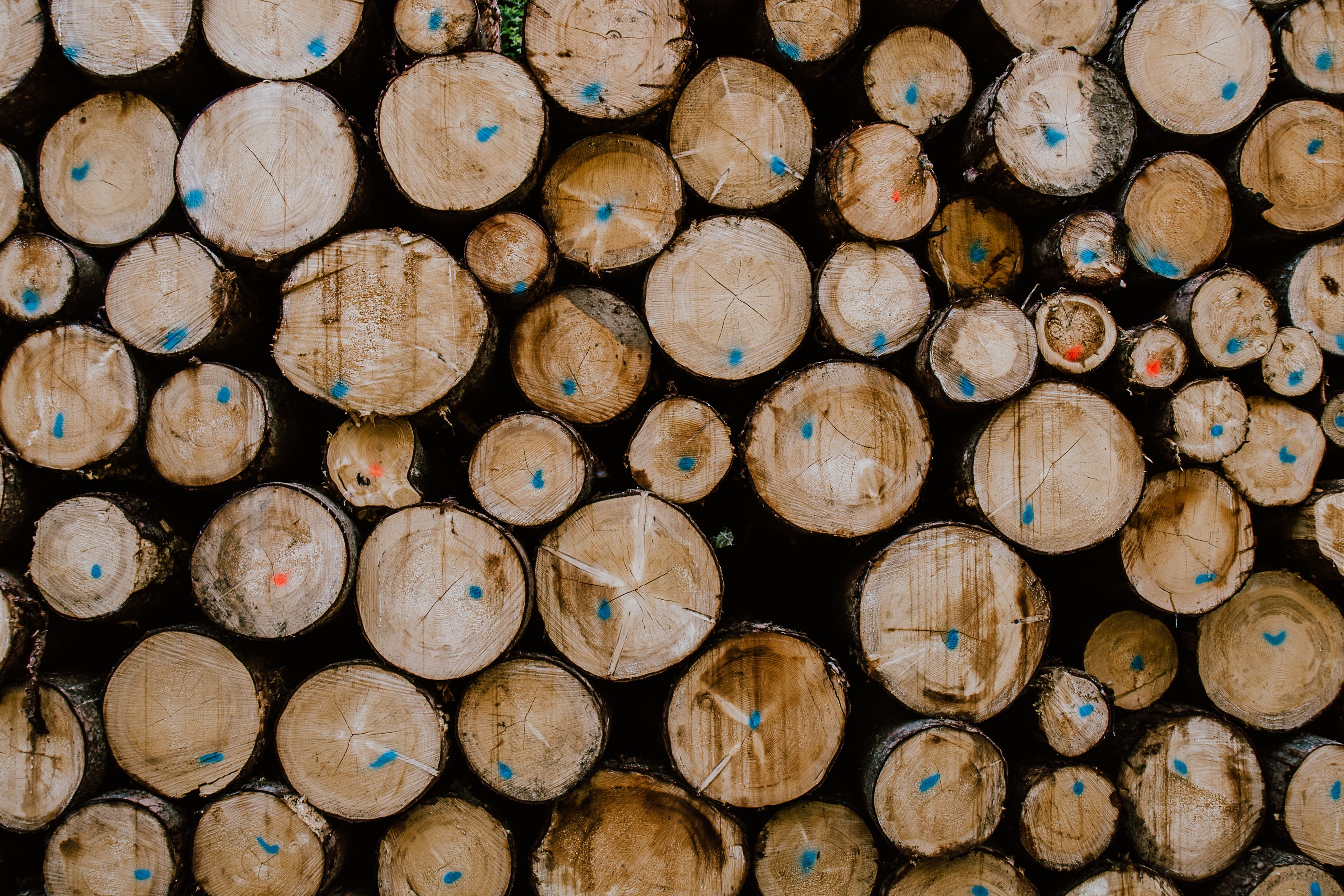 Top returns from the UK forestry industry